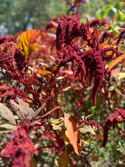 Hopi Red Dye Ornamental Amaranth