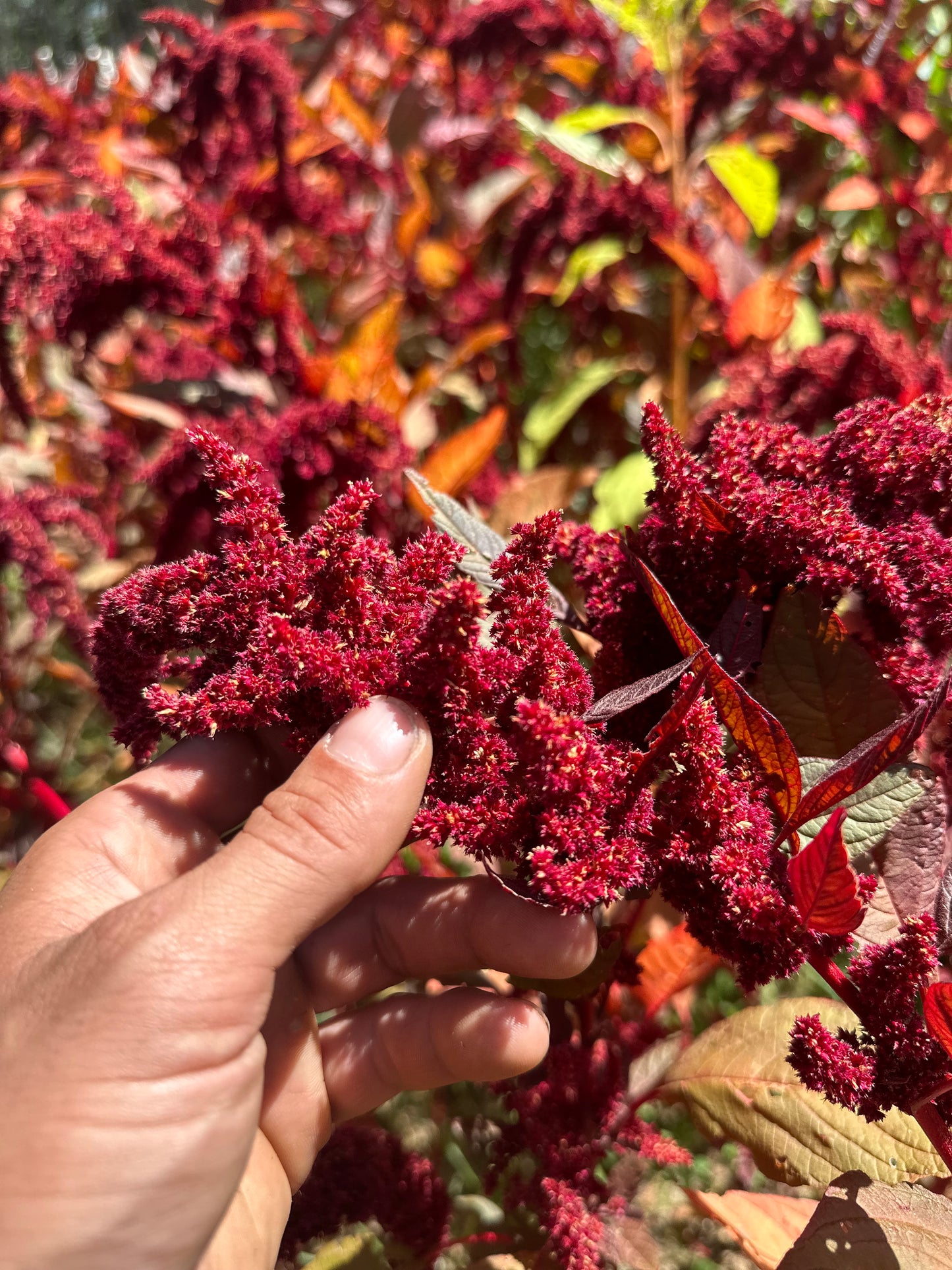 Hopi Red Dye Ornamental Amaranth