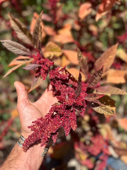 Hopi Red Dye Ornamental Amaranth