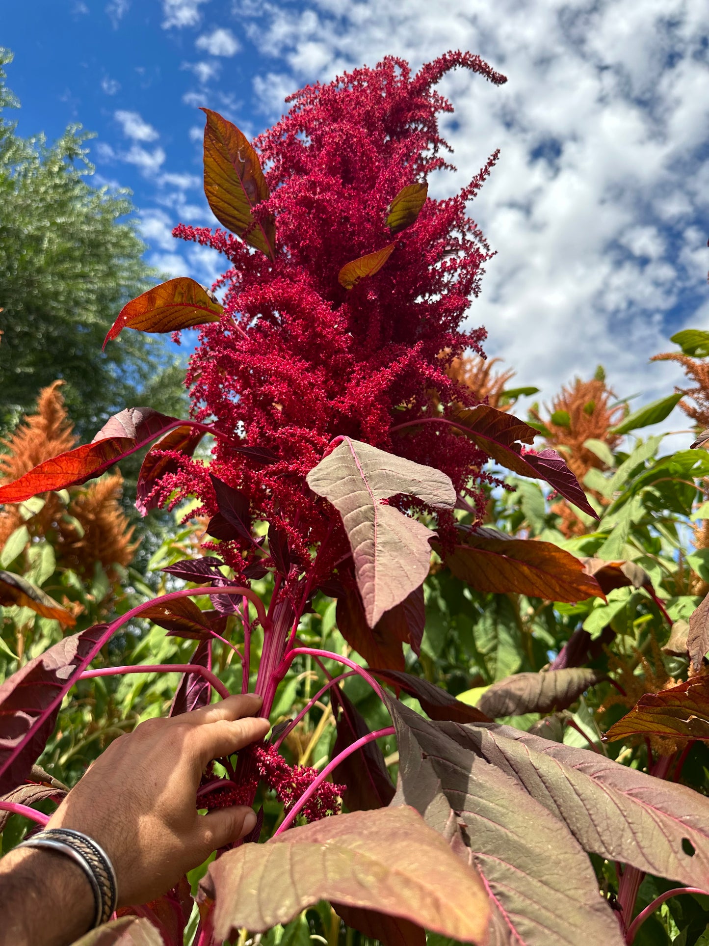 Burgundy Plume Grain Amaranth